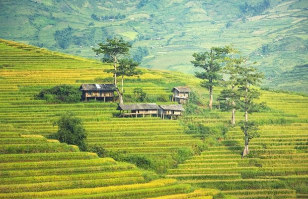 Terraced rice fileds in Sapa